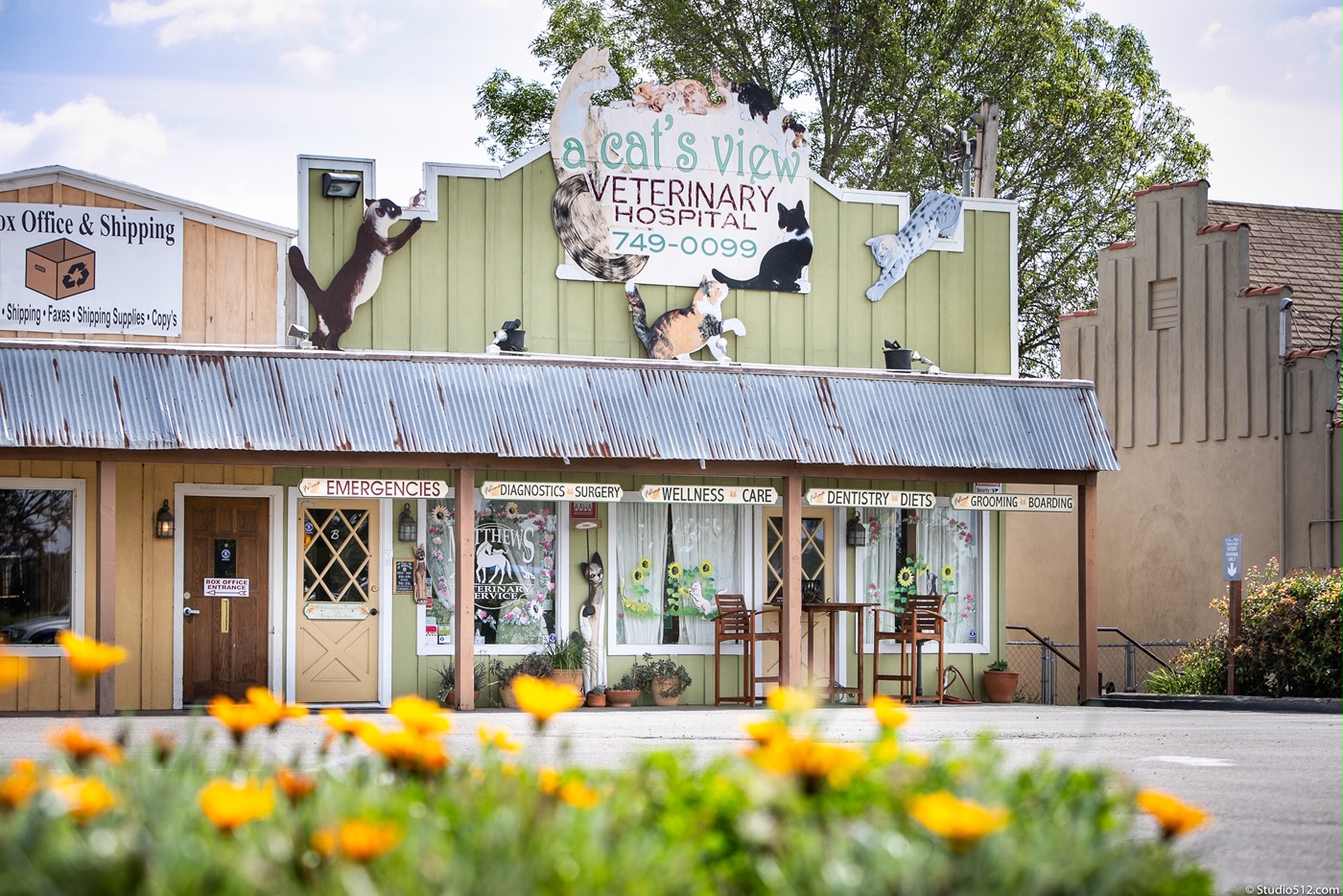 A Cat S View Veterinary Hospital Feline Veterinarian In Valley Center Ca